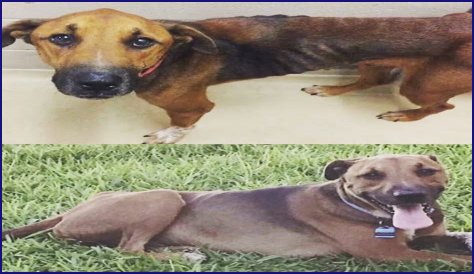 Animal Abuse Registry in USA to prevent animal cruelty