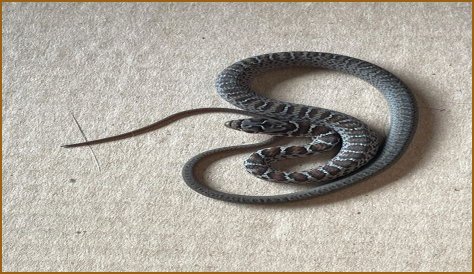 Are there rattlesnakes in the Willamette Valley?