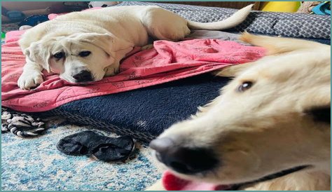 Beaux Tox The Yellow Lab Proves Beauty is Only Skin Deep