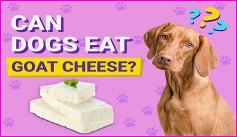 Can you eat goat cheese if you are lactose intolerant?