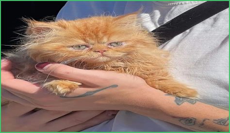 CZN Burak Pets - Celebrity Pets