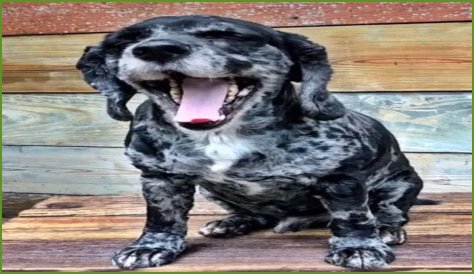 Lee Dahlberg Pets - Celebrity Pets