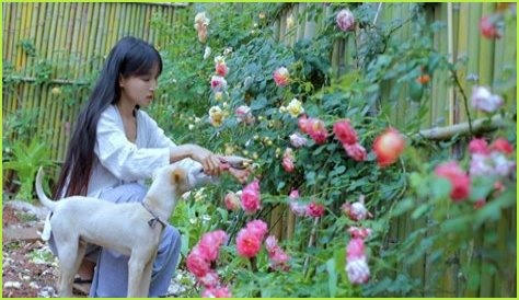 Li Ziqi Pets - Celebrity Pets