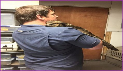 Owl remembers man who saved her life, gives him a big hug