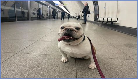 Pearl Davis Pets - Celebrity Pets