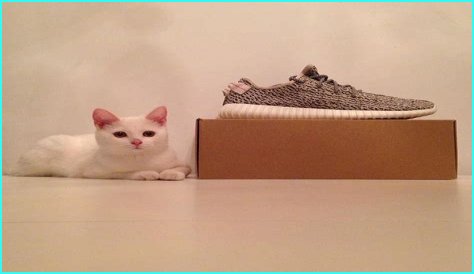 Zappa the Cat is the Furry Hypebeast You Need to Follow